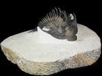 Spiny Comura Trilobite - Exceptional Specimen #45604-1